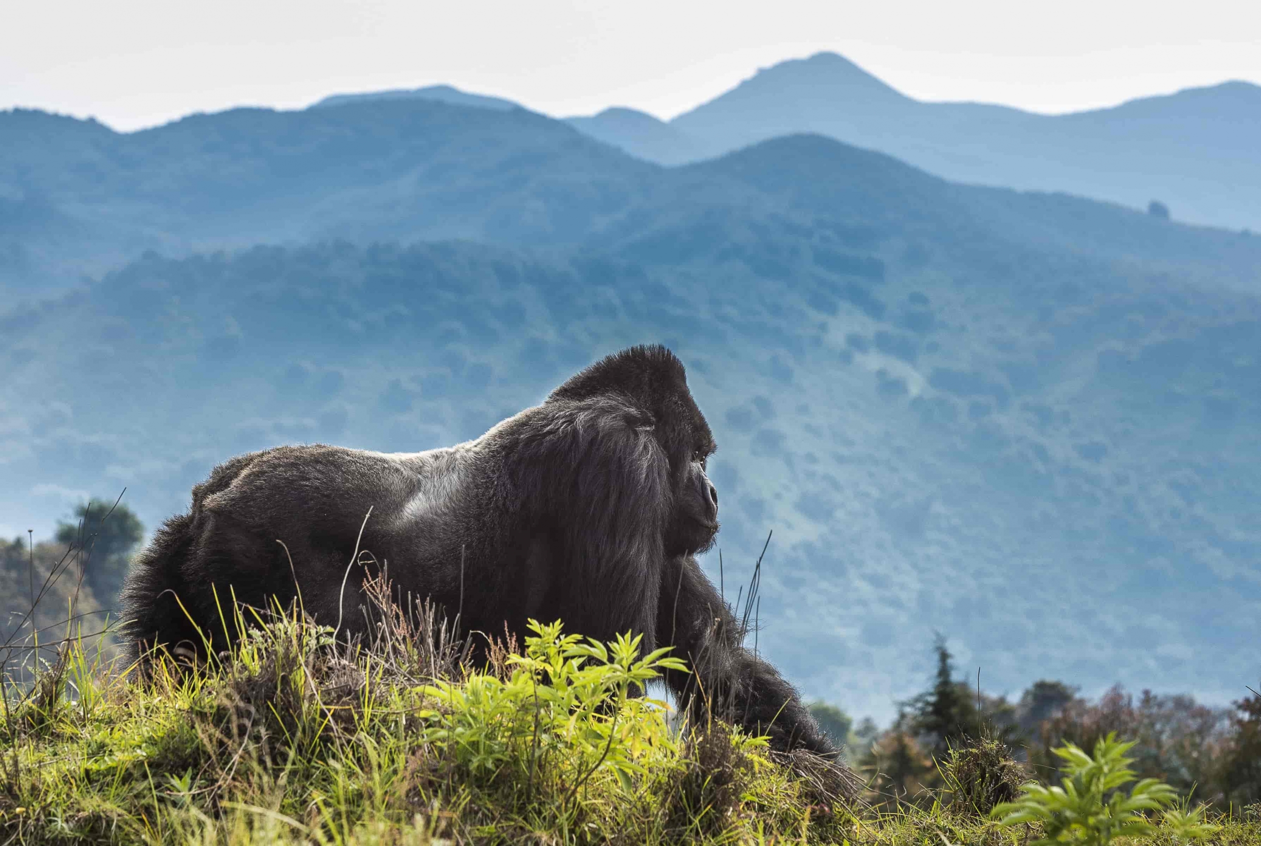 Gorilla trekking in Volcanoes National Park Rwanda